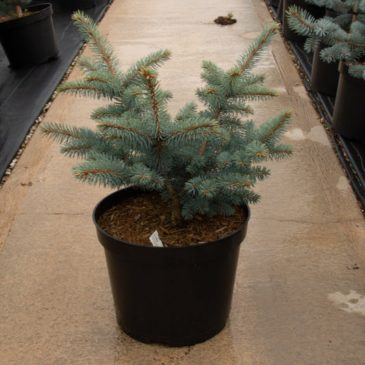 Picea pungens Gloria - Colorado Spruce Gloria Picea pungens Gloria - Colorado Spruce Gloria