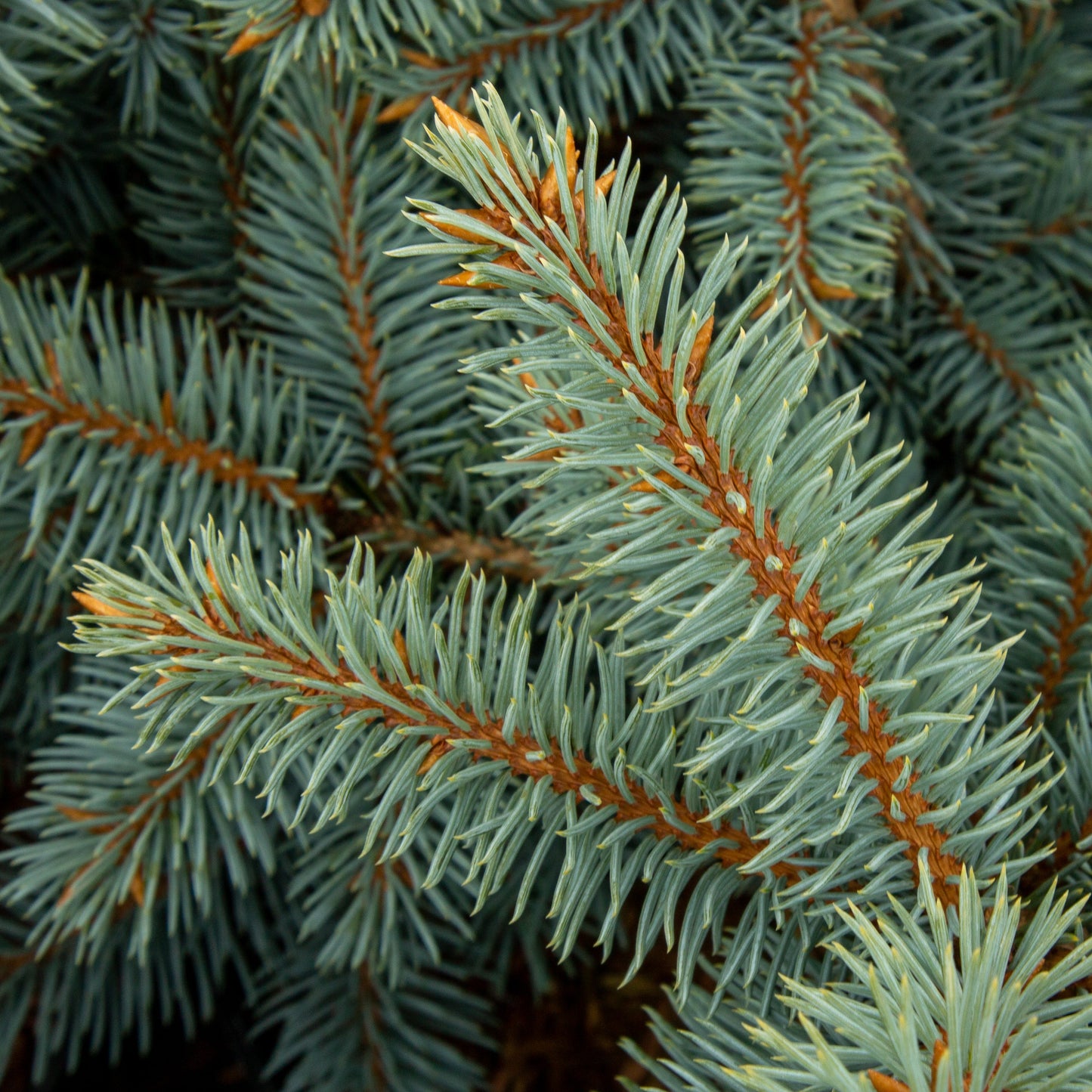 Close-up of Picea pungens Gloria with dense needle-like leaves and a reddish-brown stem, highlighting the striking features of this silver-blue Colorado Spruce Gloria.