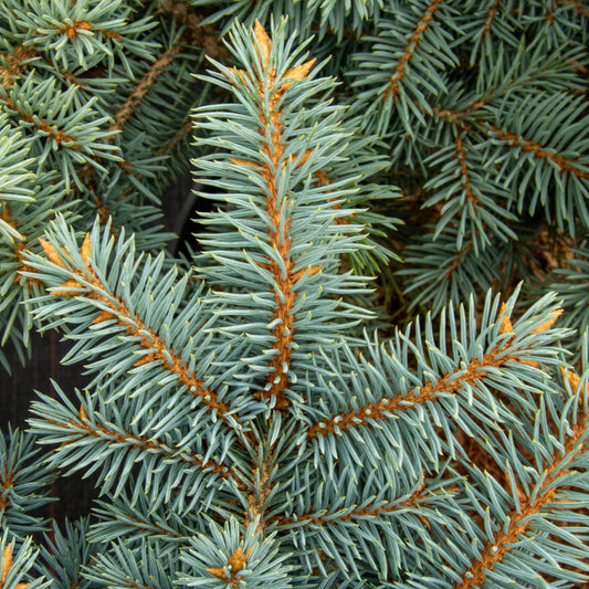 Picea pungens Thume - Colorado Spruce Thume Picea pungens Thume - Colorado Spruce Thume