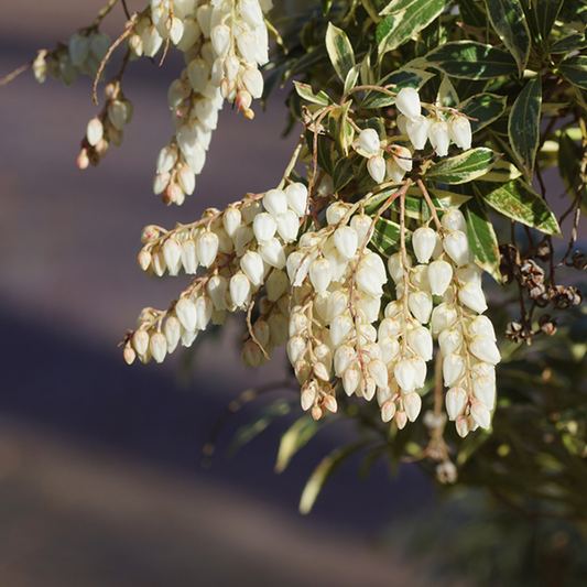 Pieris Little Heath Variegata - Variegated Lily of the Valley Pieris Little Heath Variegata - Variegated Lily of the Valley