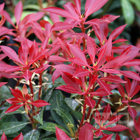 Pieris Mountain Fire - Variegated Lily of the Valley Pieris Mountain Fire - Variegated Lily of the Valley