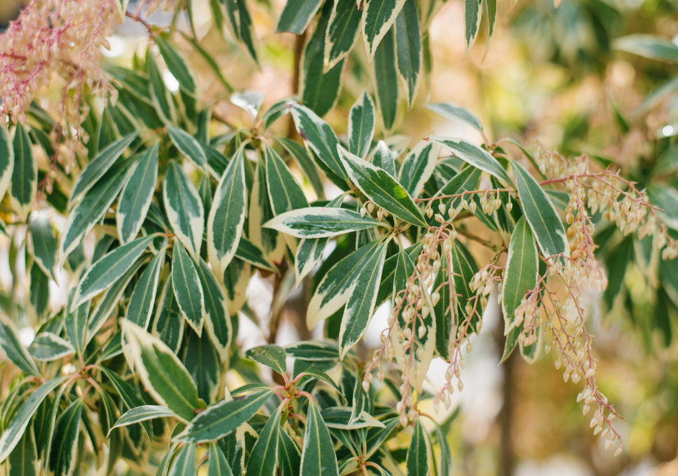 Pieris: A Year-Round Showstopper. Pieris: A Year-Round Showstopper.