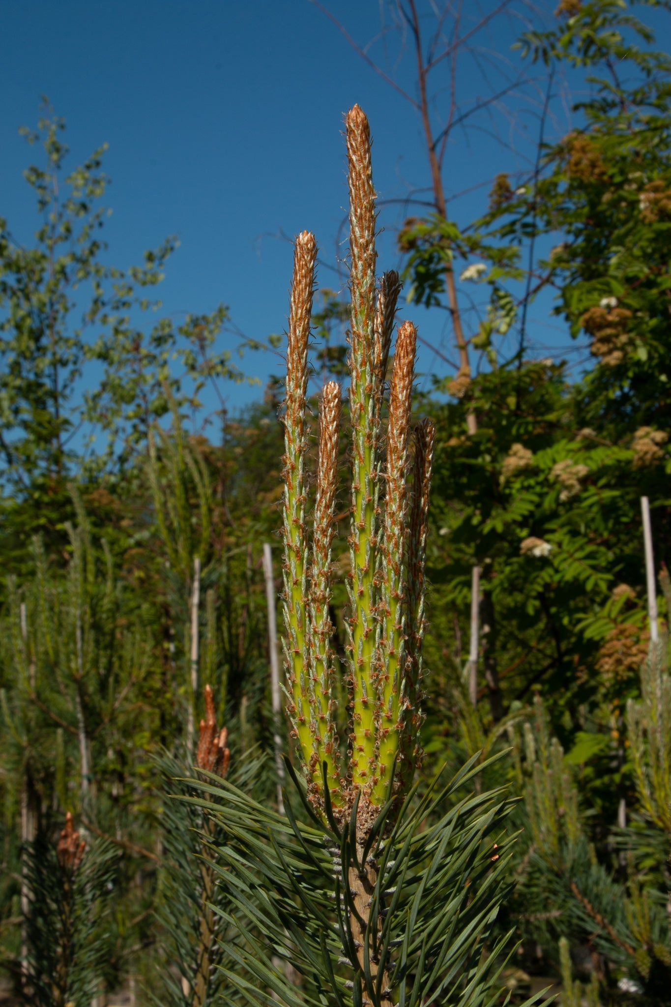 A close-up of a Pinus sylvestris - Scots Pine shows new shoots reaching upward, with blue-green needles contrasting against lush green foliage and a clear blue sky.