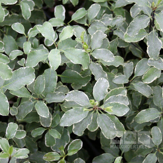Pittosporum Garnettii - Pittosporum Pittosporum Garnettii - Pittosporum