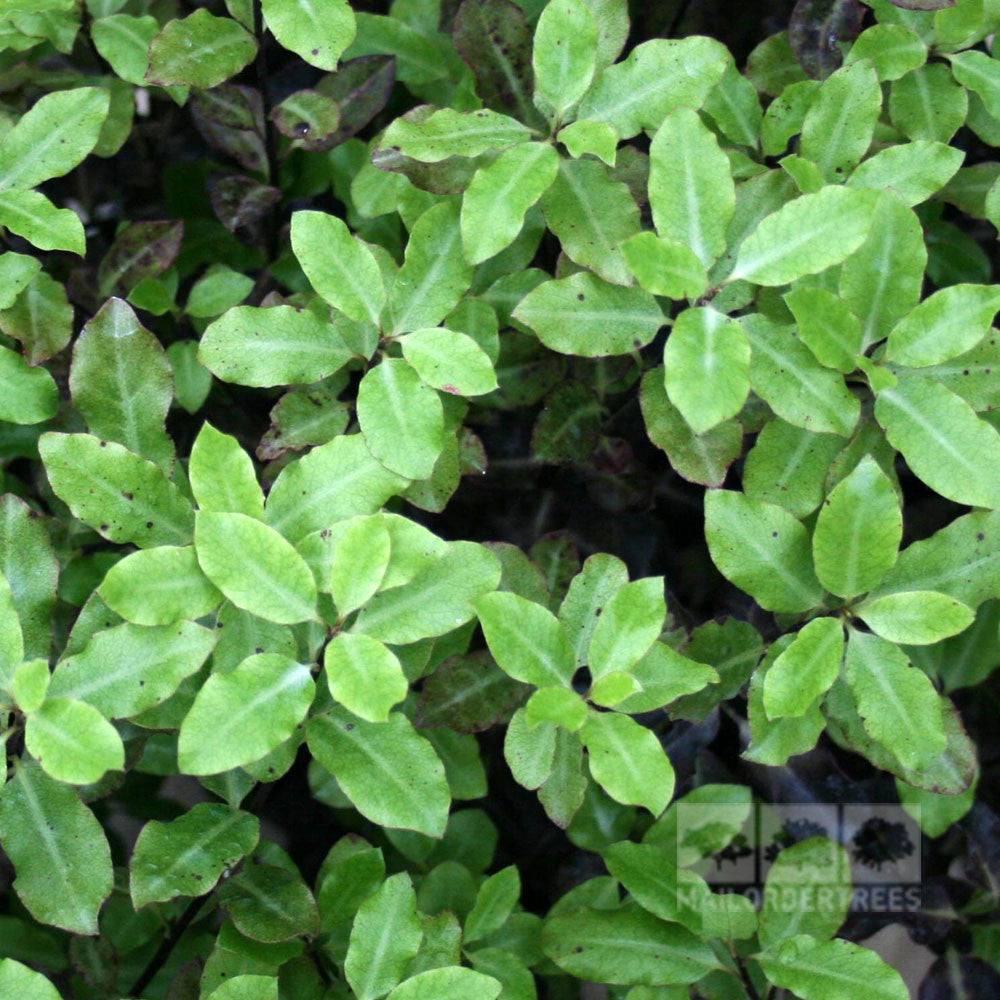 A close-up of small, green leaves covering the ground features Pittosporum Tom Thumb, with slightly darker, bronze-purple tones adding depth to the lush landscape.