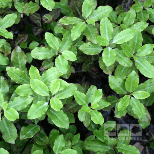 Pittosporum Tom Thumb - Pittosporum Pittosporum Tom Thumb - Pittosporum