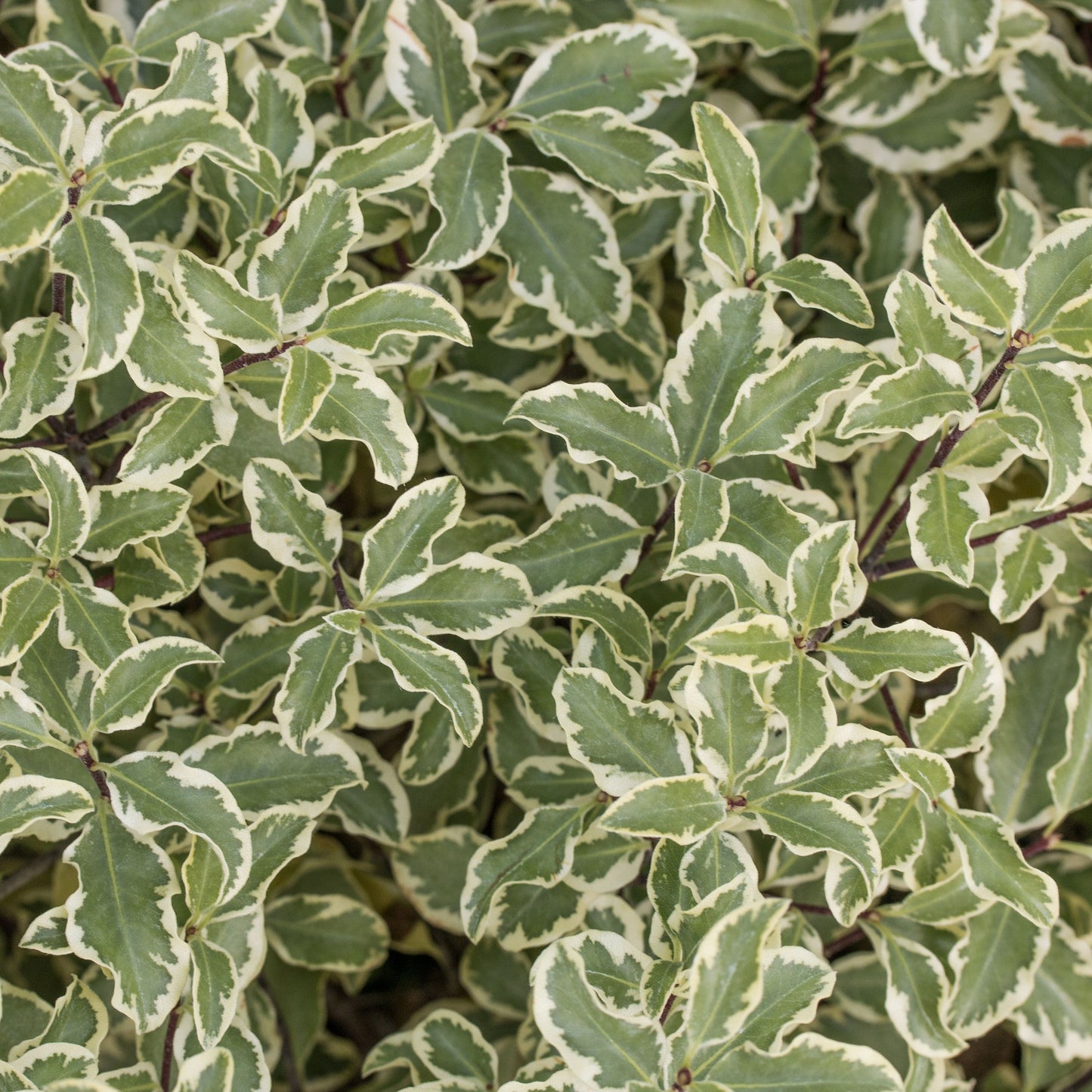 A close-up of Pittosporum Variegata showcases its dense pattern of green leaves with white edges.