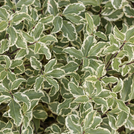 Pittosporum Variegata - Varigated Pittosporum Pittosporum Variegata - Varigated Pittosporum