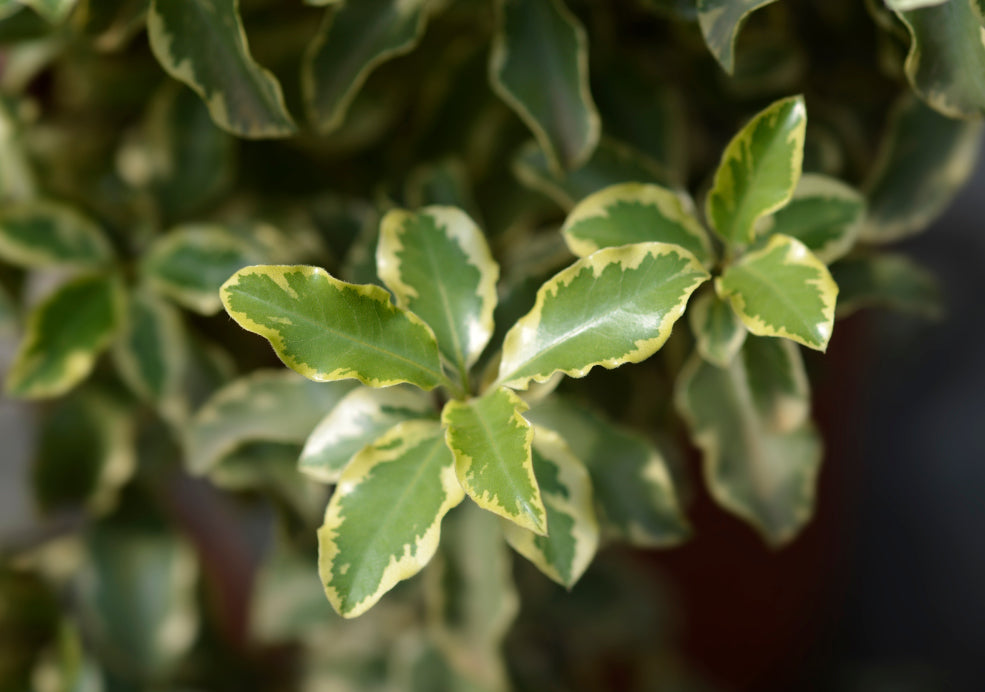 Pittosporum: Subtle Elegance with Evergreen Appeal. Pittosporum: Subtle Elegance with Evergreen Appeal.