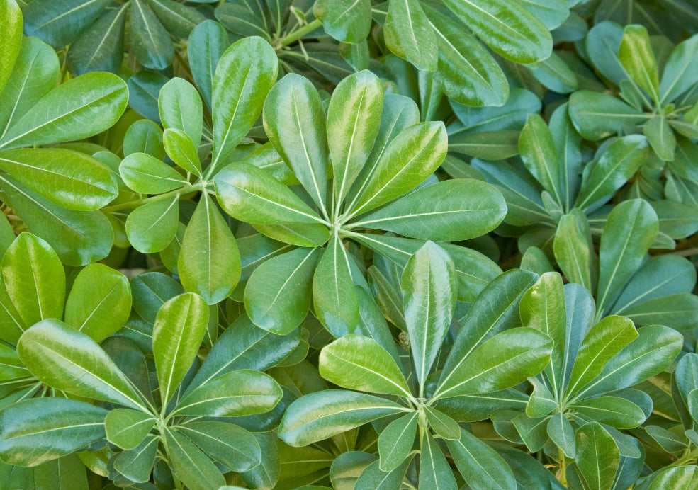 Resilient, Adaptable, and Easy to Care For. Resilient, Adaptable, and Easy to Care For.