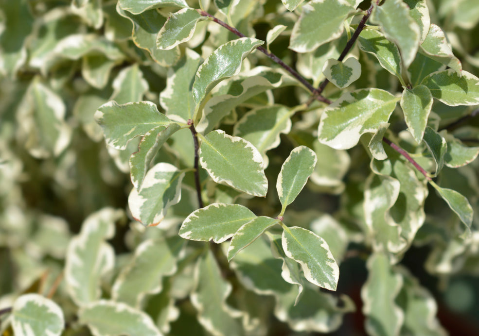 Year-Round Interest and Subtle Seasonal Highlights. Year-Round Interest and Subtle Seasonal Highlights.