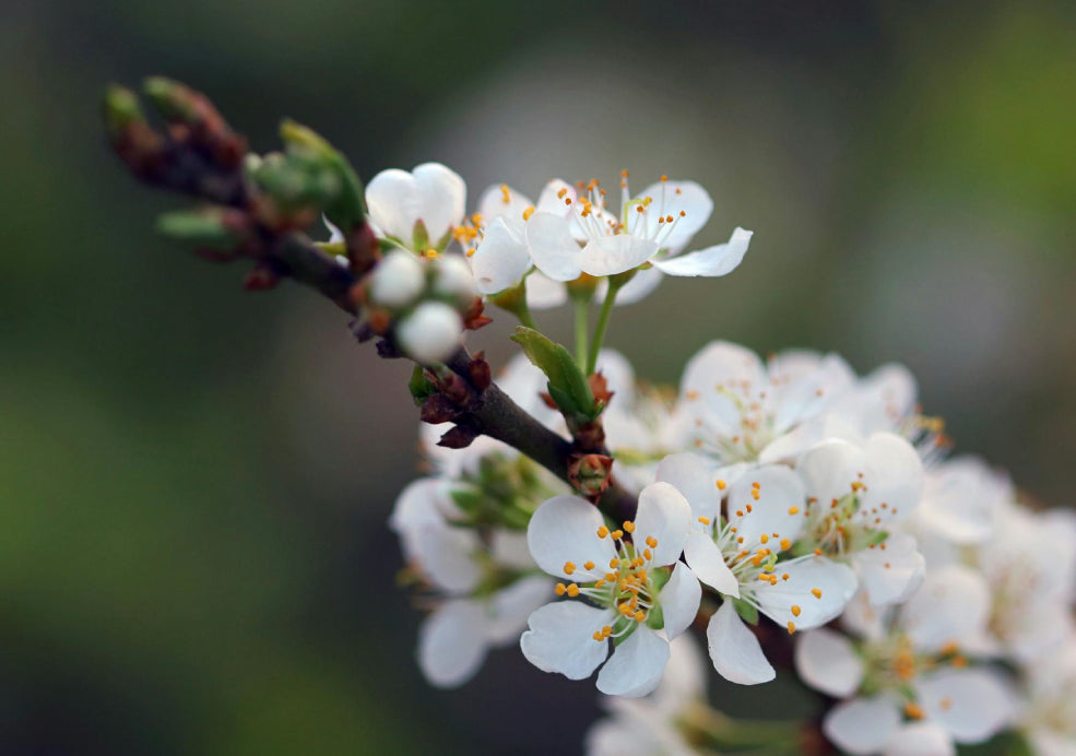 Seasonal Beauty with Ecological Value. Seasonal Beauty with Ecological Value.