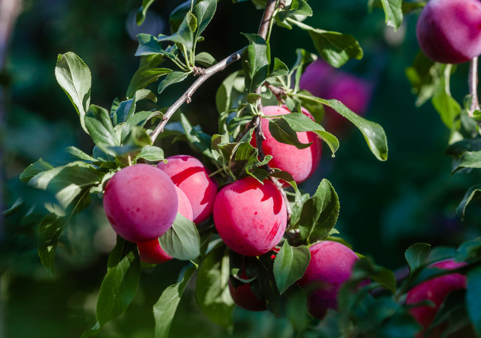 Plums: A Delightful Addition to the Home Orchard. Plums: A Delightful Addition to the Home Orchard.