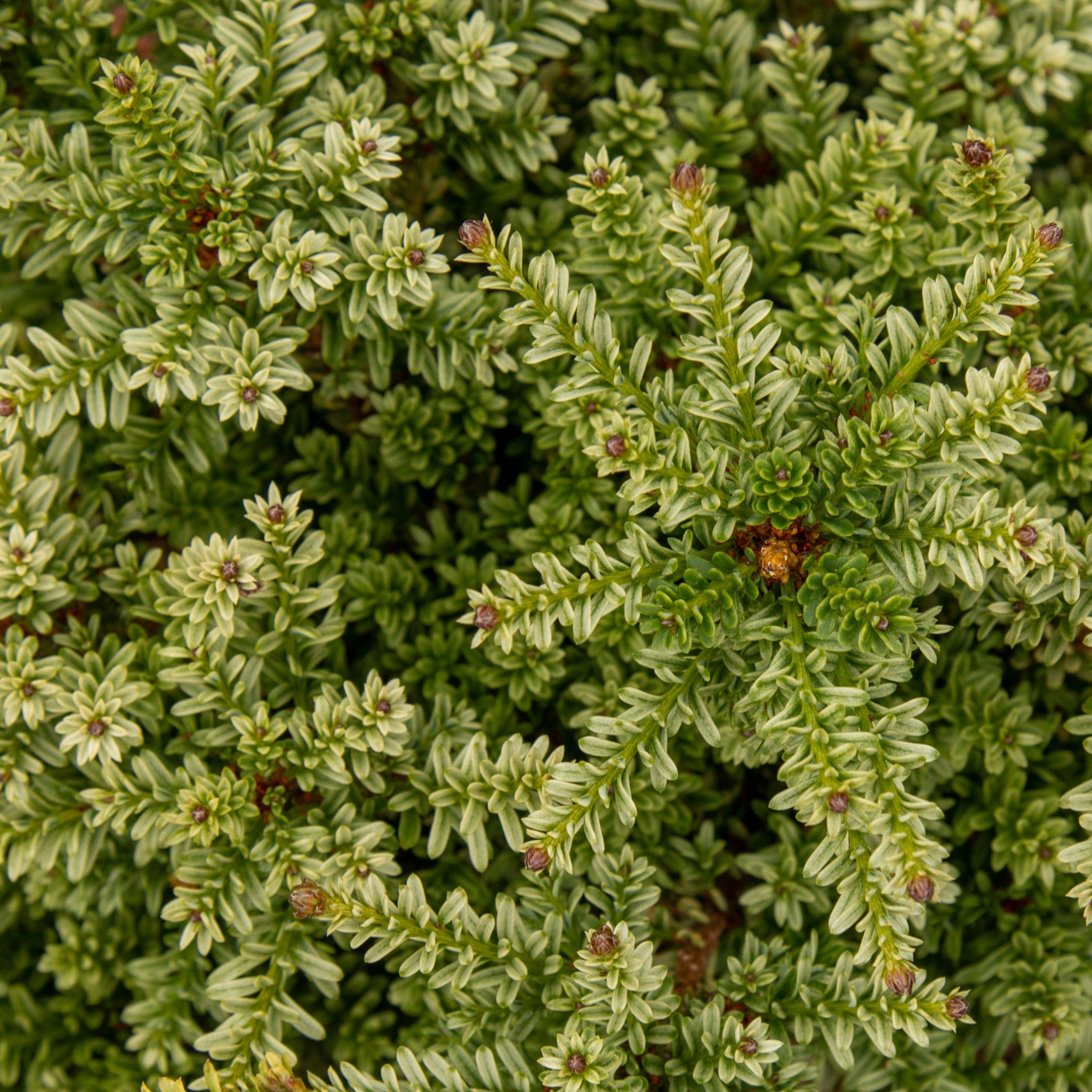 podocarpus nivalis kilworth cream Podocarpus Kilworth Cream