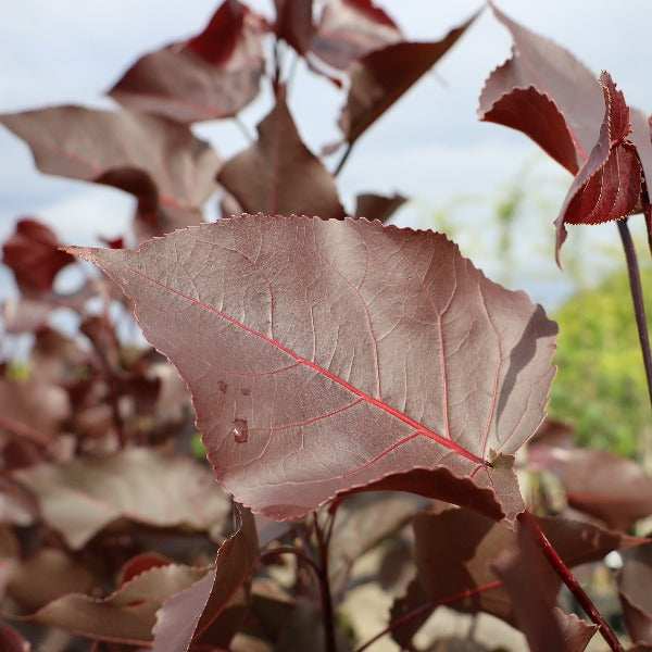 Close-up of a large reddish-brown leaf with visible veins, surrounded by similar leaves from the fast-growing Populus deltoides Purple Tower - Cottonwood Poplar, set against a cloudy sky—a perfect choice for architectural planting.