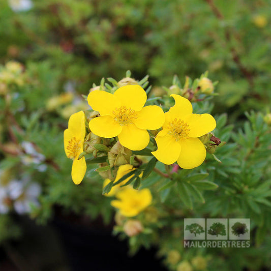 Potentilla Goldfinger - Shrubby Cinquefoil Goldfinger Potentilla Goldfinger - Shrubby Cinquefoil Goldfinger
