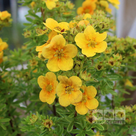 Potentilla Mango Tango - Shrubby Cinquefoil Mango Tango Potentilla Mango Tango - Shrubby Cinquefoil Mango Tango