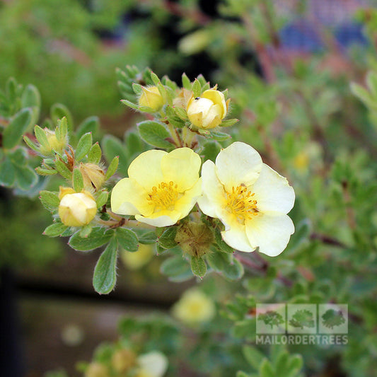 Potentilla Primrose Beauty - Shrubby Cinquefoil Primrose Beauty Potentilla Primrose Beauty - Shrubby Cinquefoil Primrose Beauty