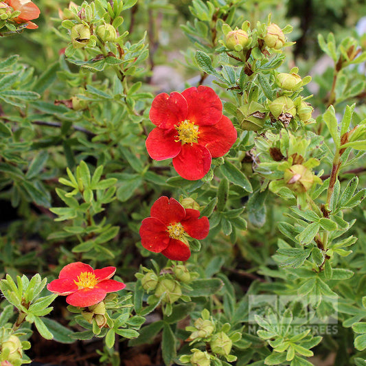 Potentilla Red Lady - Shrubby Cinquefoil Red Lady Potentilla Red Lady - Shrubby Cinquefoil Red Lady