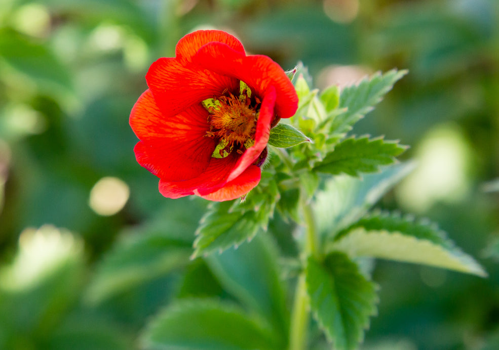 Potentilla: A Splash of Colour for Every Border. Potentilla: A Splash of Colour for Every Border.