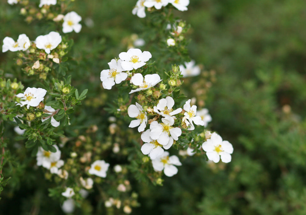 Hardy, Low-Maintenance, and Easy to Grow. Hardy, Low-Maintenance, and Easy to Grow.