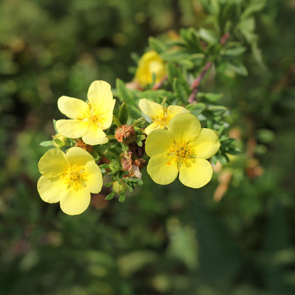 Potentilla 'Katherine Dykes'