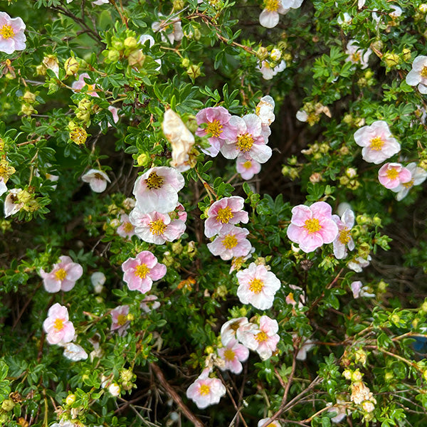 Potentilla 'Princess'