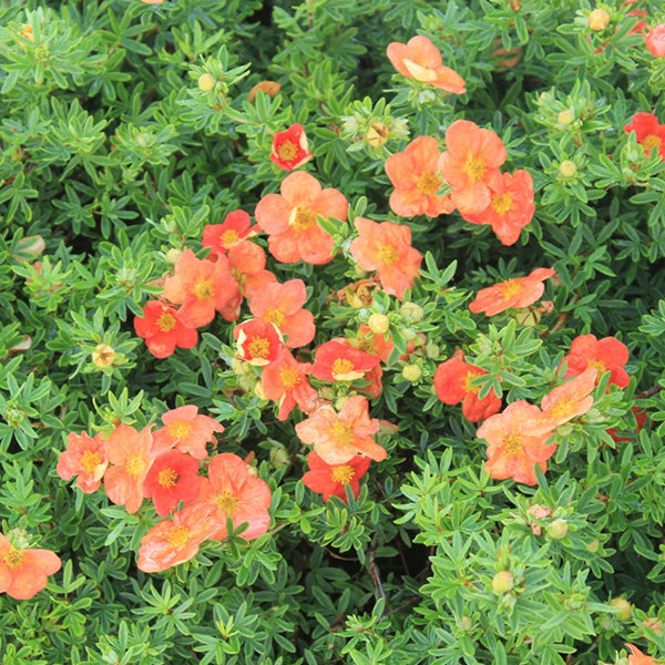 Potentilla 'Tangerine'