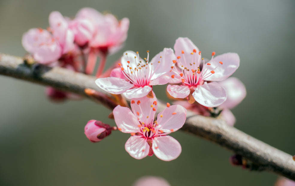 Year-Round Beauty and Seasonal Highlights. Year-Round Beauty and Seasonal Highlights.
