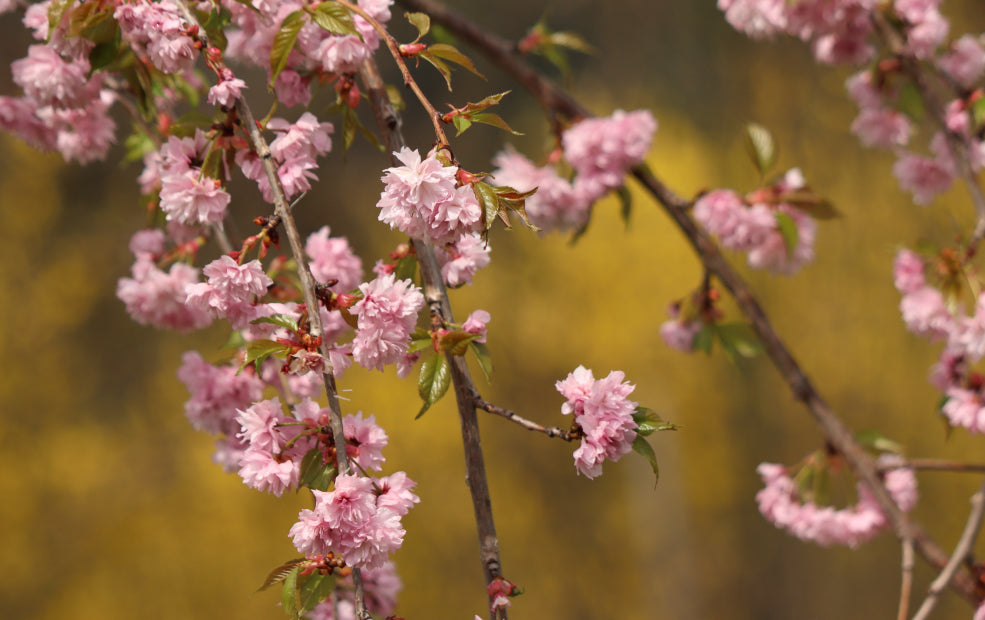 Flowering Cherries: A Spring Spectacle of Blossom and Beauty. Flowering Cherries: A Spring Spectacle of Blossom and Beauty.