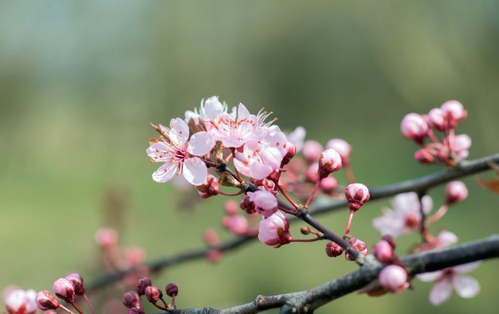 Ornamental Almonds: A Delicate Display of Spring Beauty. Ornamental Almonds: A Delicate Display of Spring Beauty.