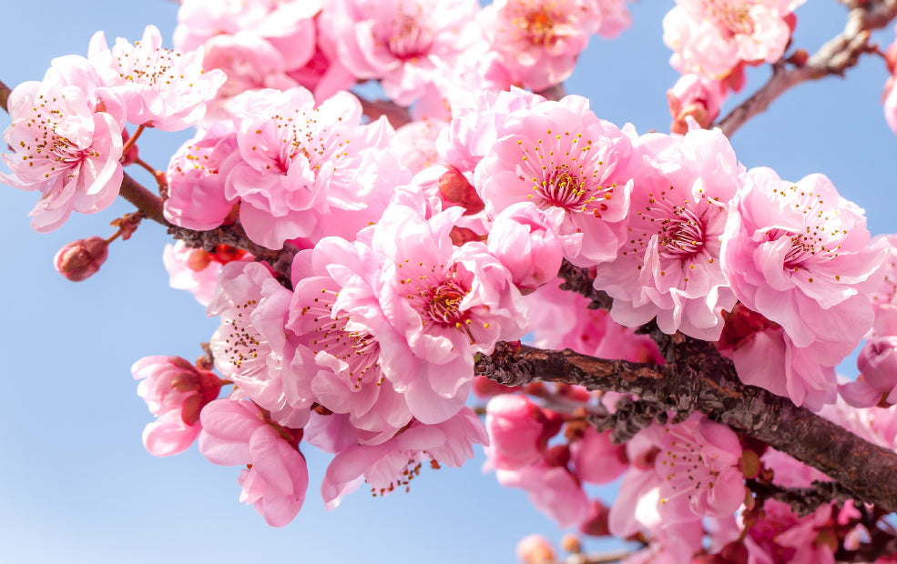 A Tree for Every Season. A Tree for Every Season.