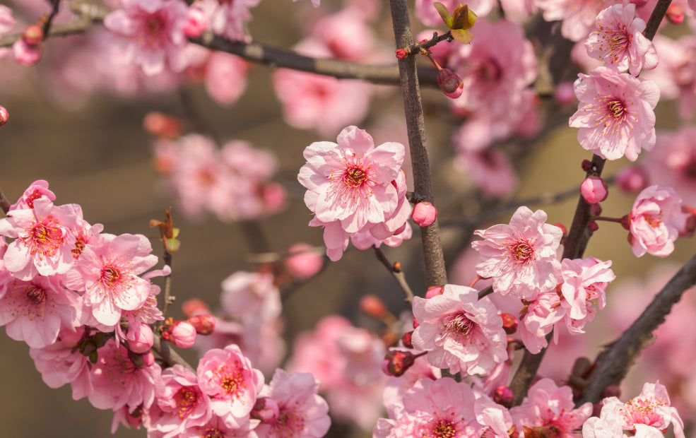 Ornamental Plums: Spring’s Early Gift of Blossom. Ornamental Plums: Spring’s Early Gift of Blossom.
