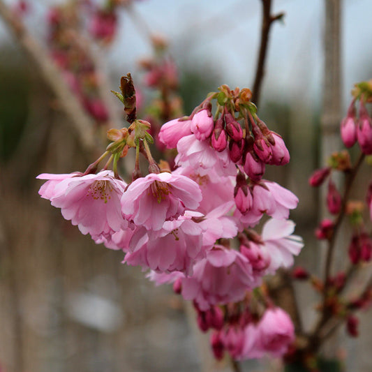 Prunus Accolade - Flowering Cherry Tree Prunus Accolade - Flowering Cherry Tree