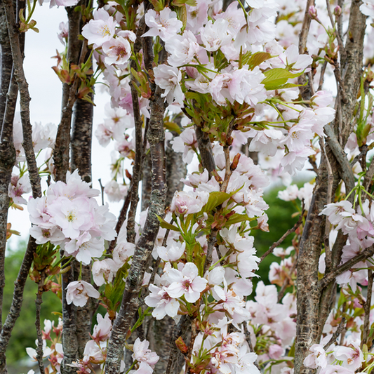 Prunus Amanogawa - Japanese Flowering Cherry Tree Prunus Amanogawa - Japanese Flowering Cherry Tree