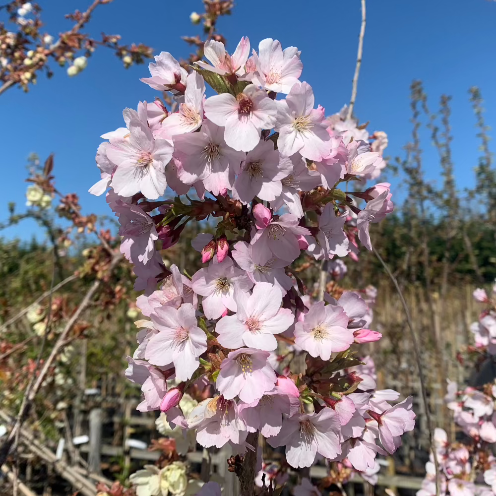 The Prunus Asano - Japanese Flowering Cherry Tree displays its graceful beauty as its pom pom flower heads burst into full bloom beneath a clear blue sky.