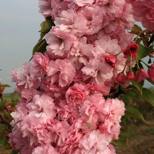 Prunus Candy Floss - Flowering Cherry Tree Prunus Candy Floss - Flowering Cherry Tree