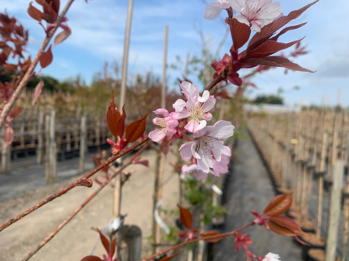 Close-up of the double pink flowers of the Japanese Flowering Cherry Tree, Prunus Choshu-Hizakura, with red leaves in focus. The background reveals rows of nursery plants and a clear sky.