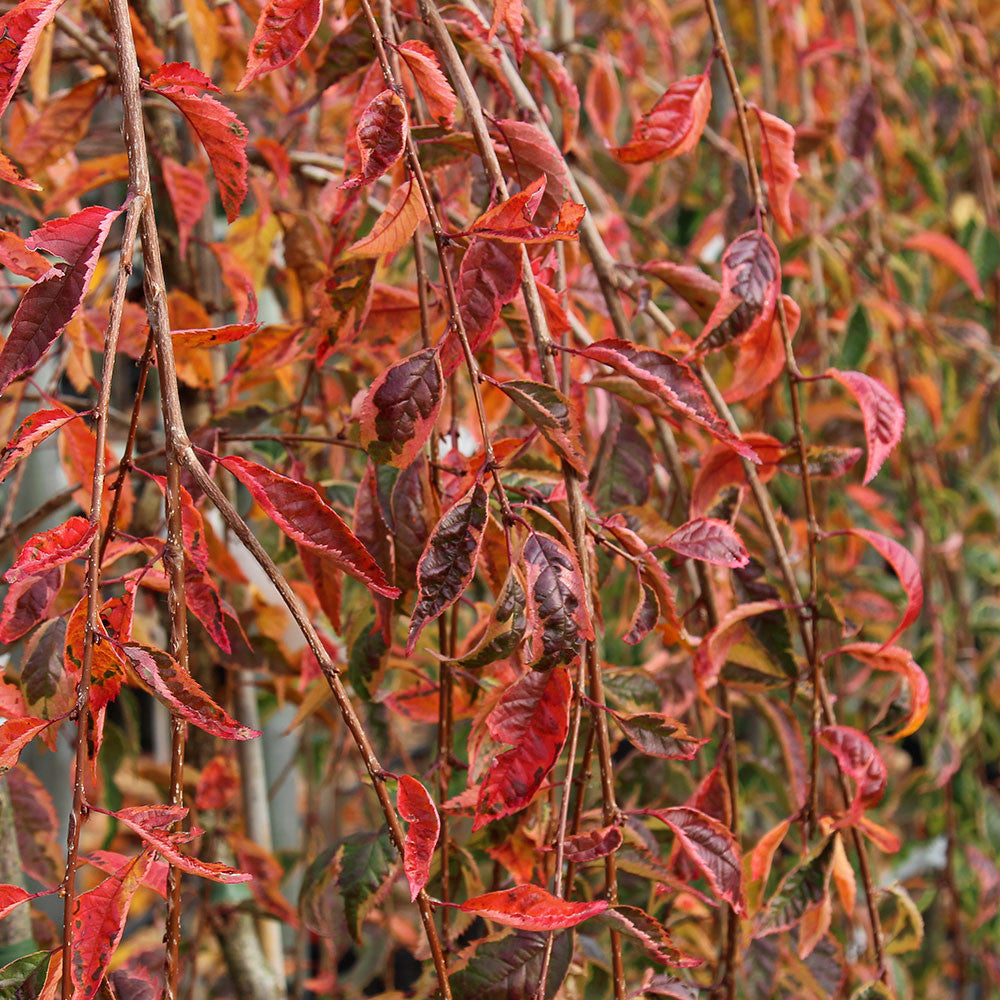 Dense clusters of red and orange autumn leaves adorn the slender branches of the Prunus Frilly Frock - Flowering Cherry Tree, infusing it with vibrant colour.