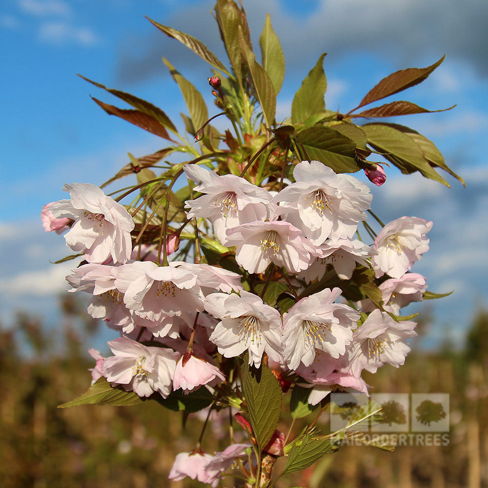Close-up of a cluster of light pink blossoms from a Prunus Horinji - Flowering Cherry Tree, accompanied by green leaves and set against a blurred backdrop of trees and sky.