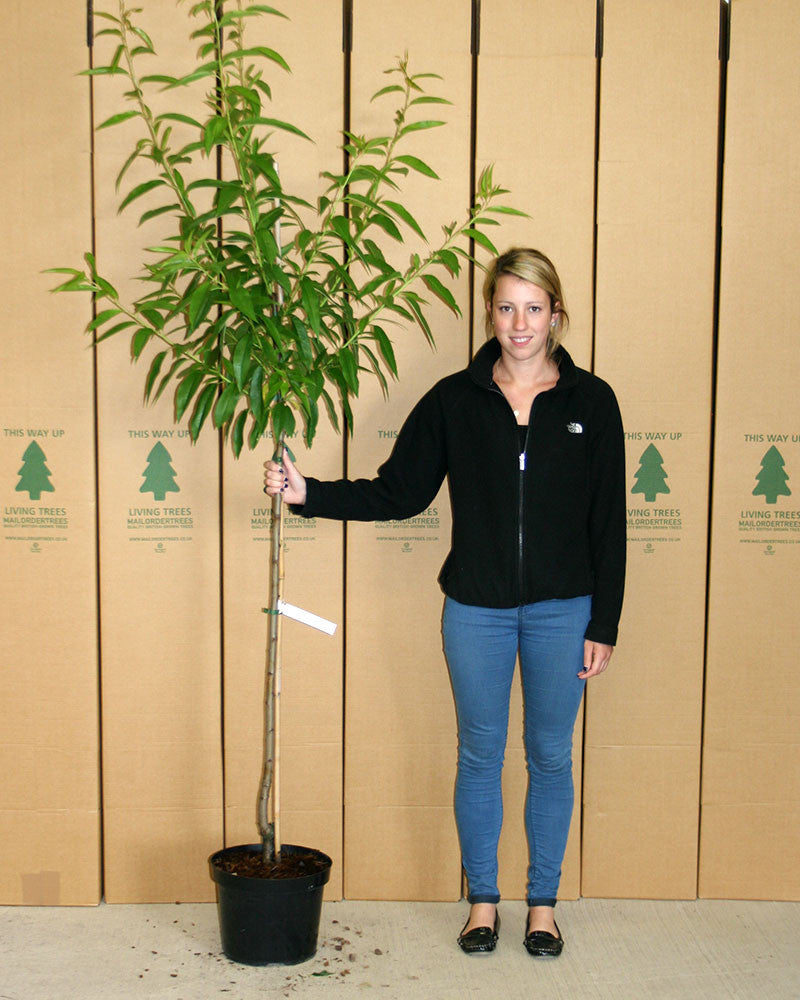 Next to a tall Prunus Ingrid - Fruiting Almond Tree indoors, a person stands with cardboard boxes in the background.