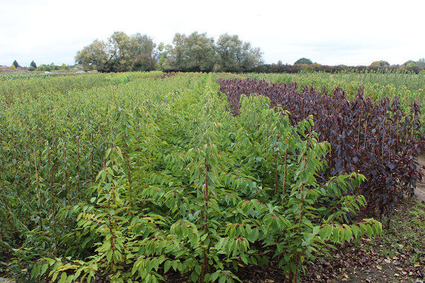 A field with rows of green and purple plants stretches beneath a cloudy sky, where the occasional Prunus Kanzan - Flowering Cherry Tree stands tall, adding a touch of elegance to the landscape.