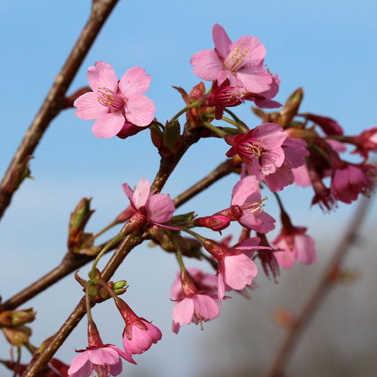 Prunus Kursar - Flowering Cherry Tree Prunus Kursar - Flowering Cherry Tree