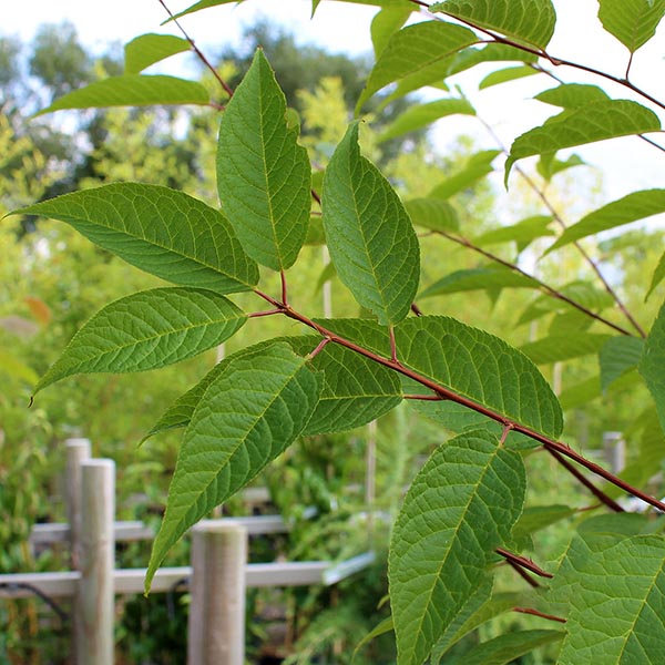 Close-up of a green tree branch with compound leaves and delicate white flowers, set against a blurred background of more foliage and wooden posts, indicating the presence of a Prunus Maackii - Manchurian Cherry Tree with its cinnamon-coloured bark.