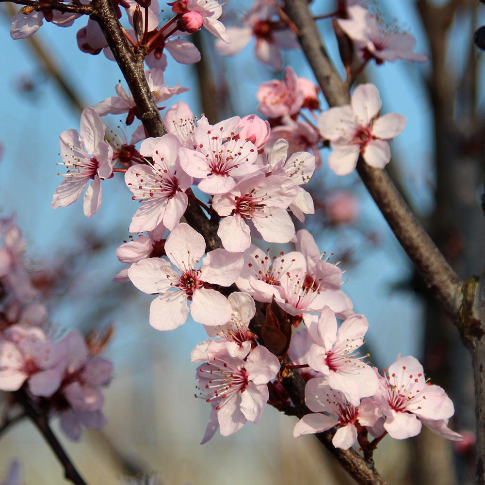π Prunus Nigra - Black Leaved Plum - Mix and Match (100% off)