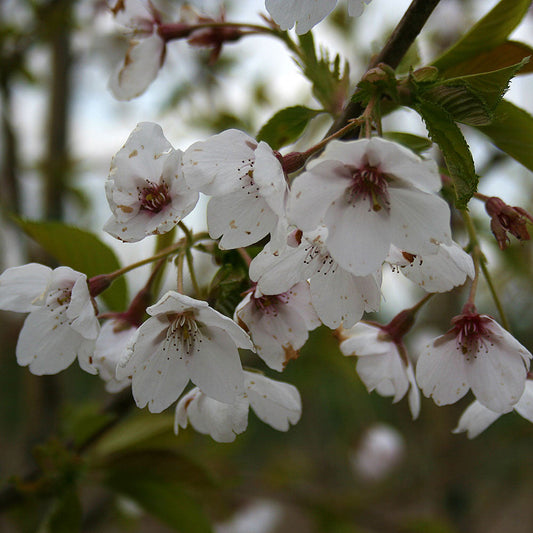 Prunus Pandora - Flowering Cherry Tree Prunus Pandora - Flowering Cherry Tree