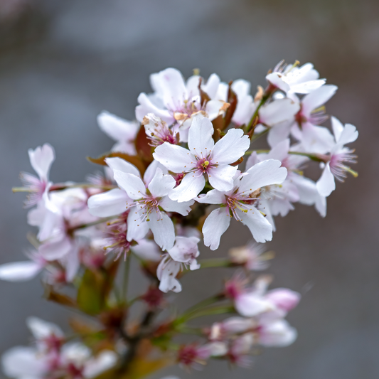 Prunus Pandora - Flowering Cherry Tree Prunus Pandora - Flowering Cherry Tree