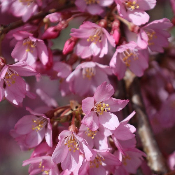 Close-up of pink cherry blossoms with yellow stamens on a branch of a Prunus Pendula Rubra - Weeping Spring Cherry Tree.
