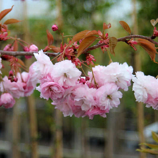 Prunus Pink Parasol - Japanese Flowering Cherry Tree Prunus Pink Parasol - Japanese Flowering Cherry Tree