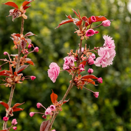 Prunus Royal Burgundy - Flowering Cherry Tree Prunus Royal Burgundy - Flowering Cherry Tree